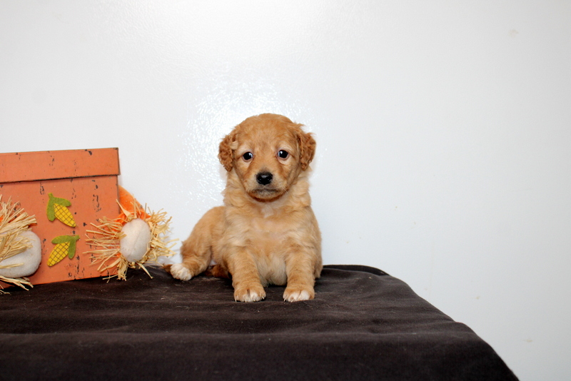 puppy, for, sale, Mini Goldendoodle F2B, Matthew B. Stoltzfus, dog, breeder, Gap, PA, dog-breeder, puppy-for-sale, forsale, nearby, find, puppyfind, locator, puppylocator, aca